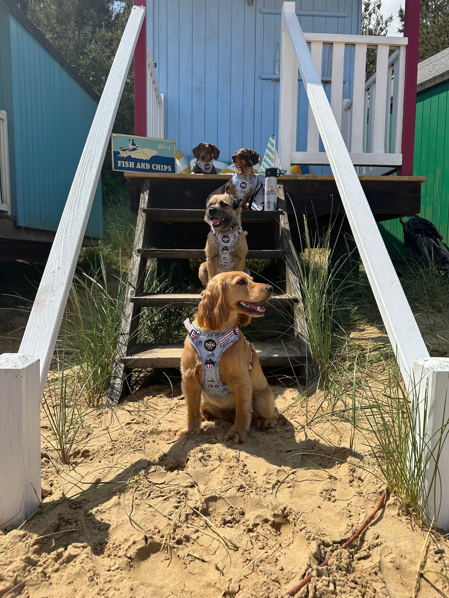 Beach Pup Collection Wholesale