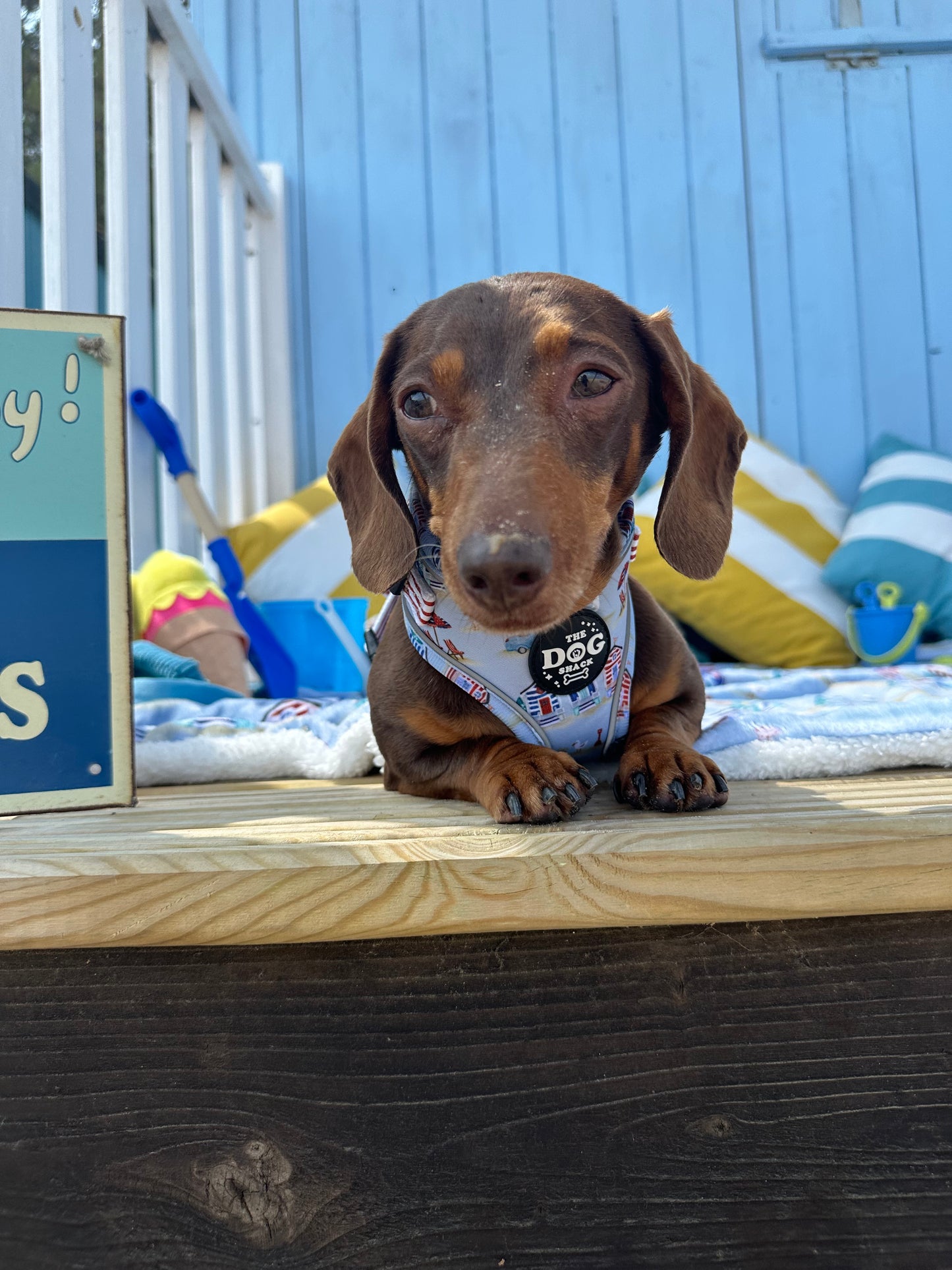 Beach Pup Collection Wholesale