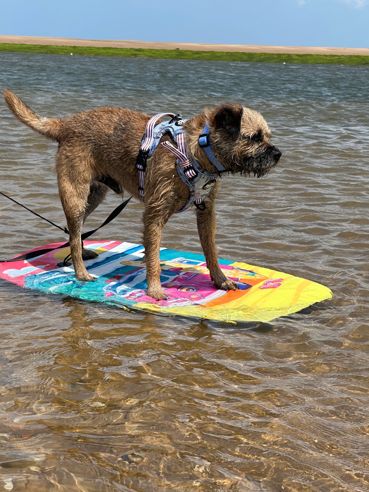 Beach Pup bundle