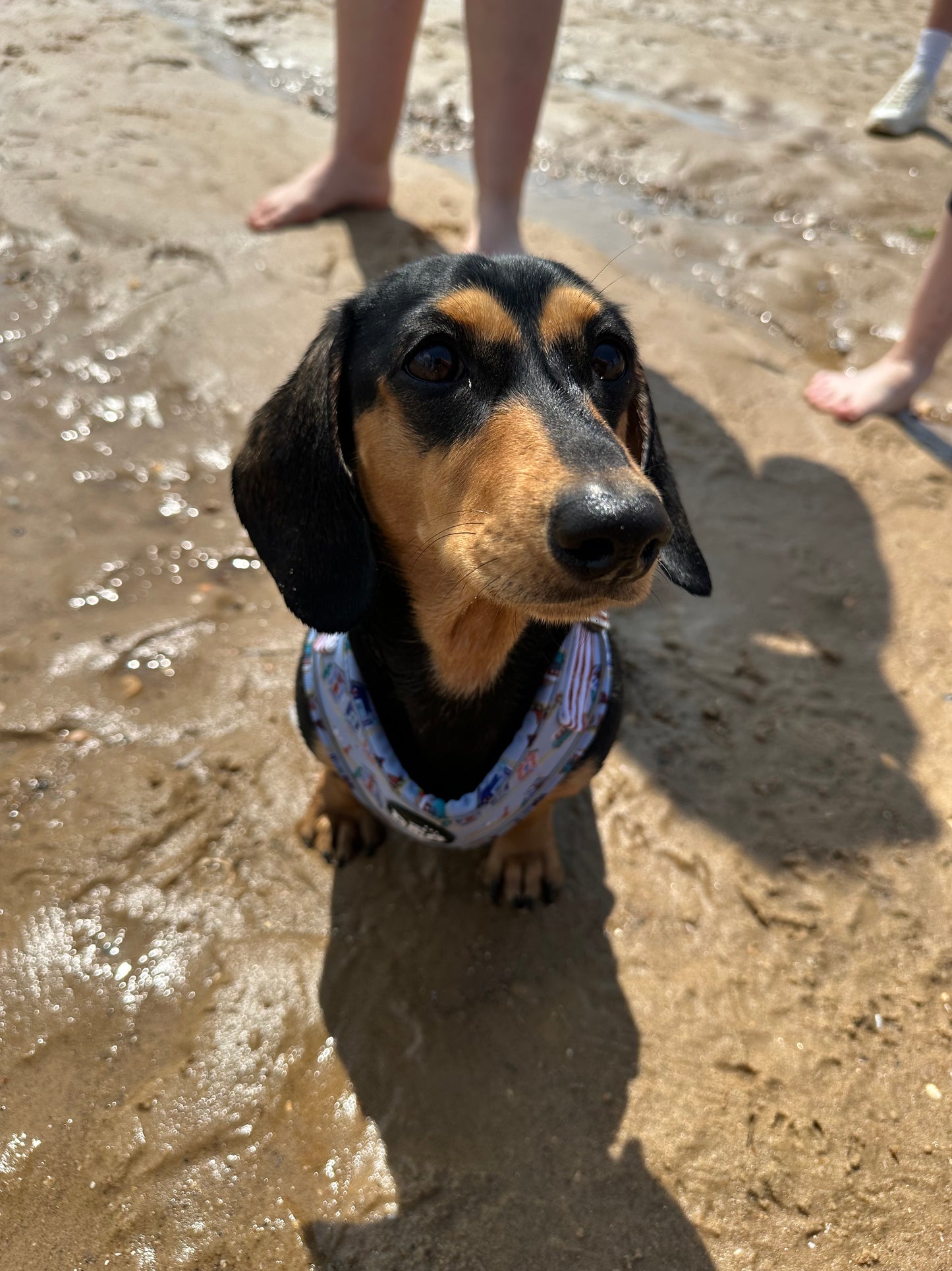 Beach Pup Collection Wholesale