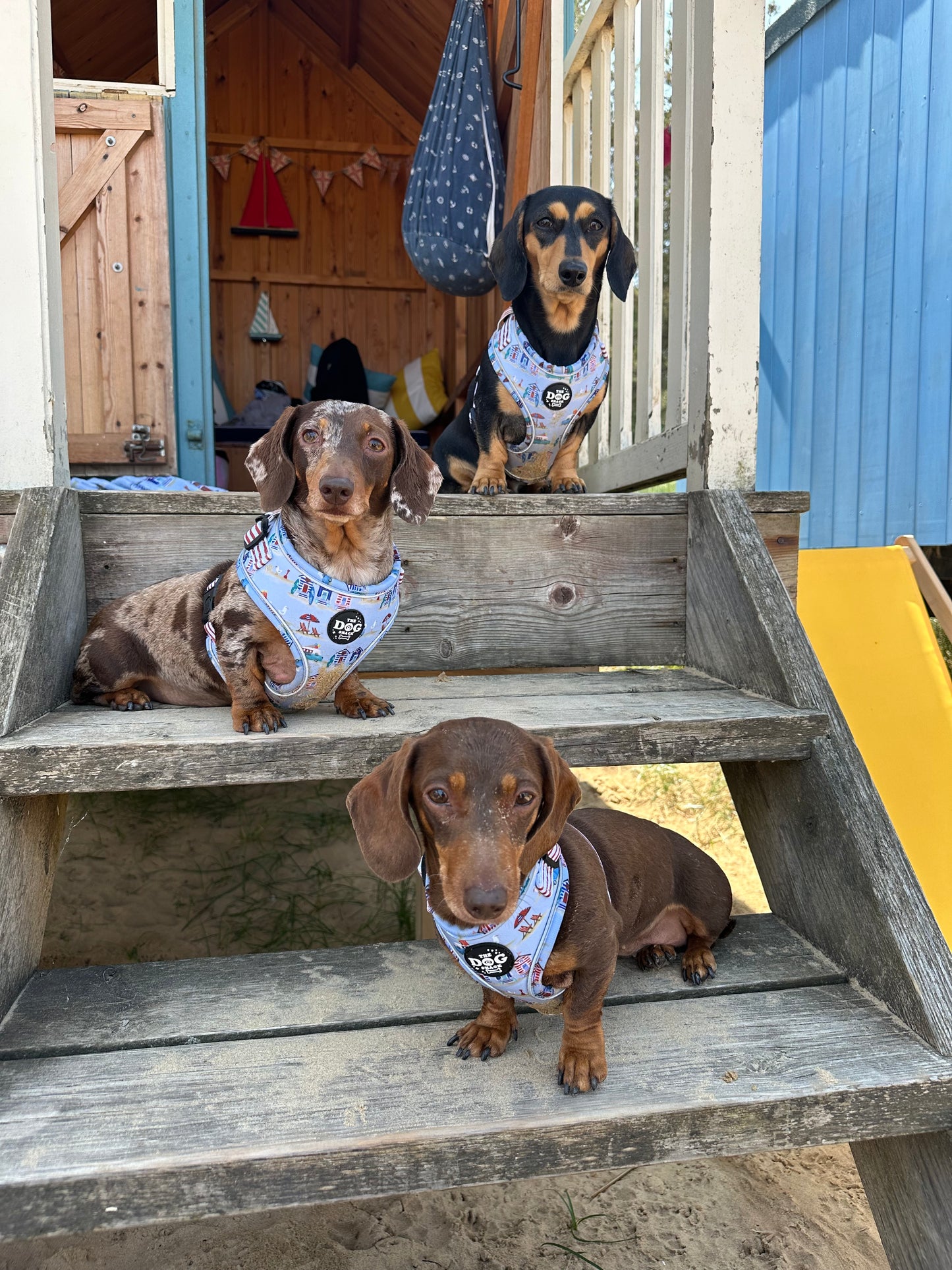 Adjustable 1 Clip & 3 harness - Beach Pup