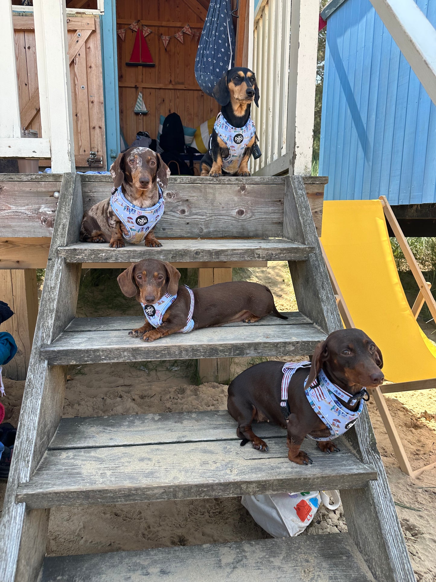 Beach Pup Collection Wholesale
