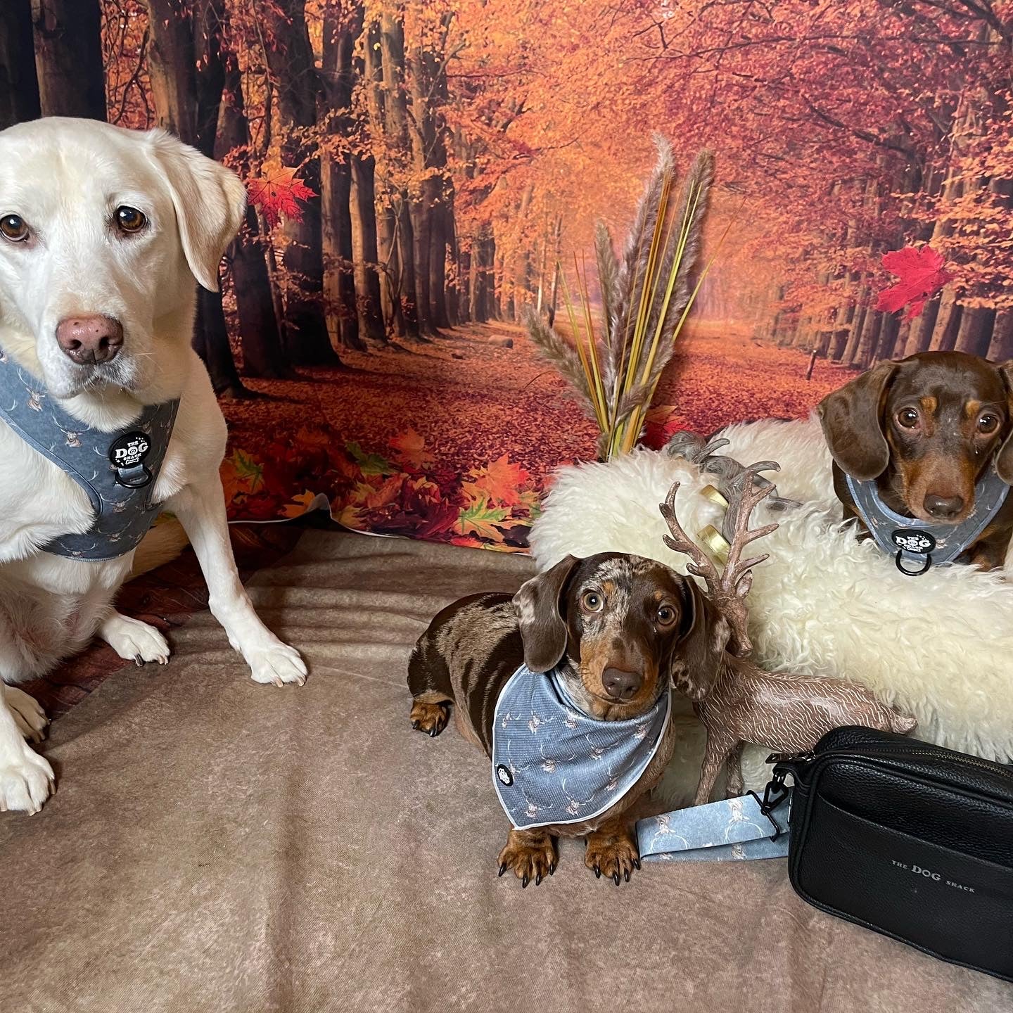 Tie On Bandana - Woodland Stag size large was £6