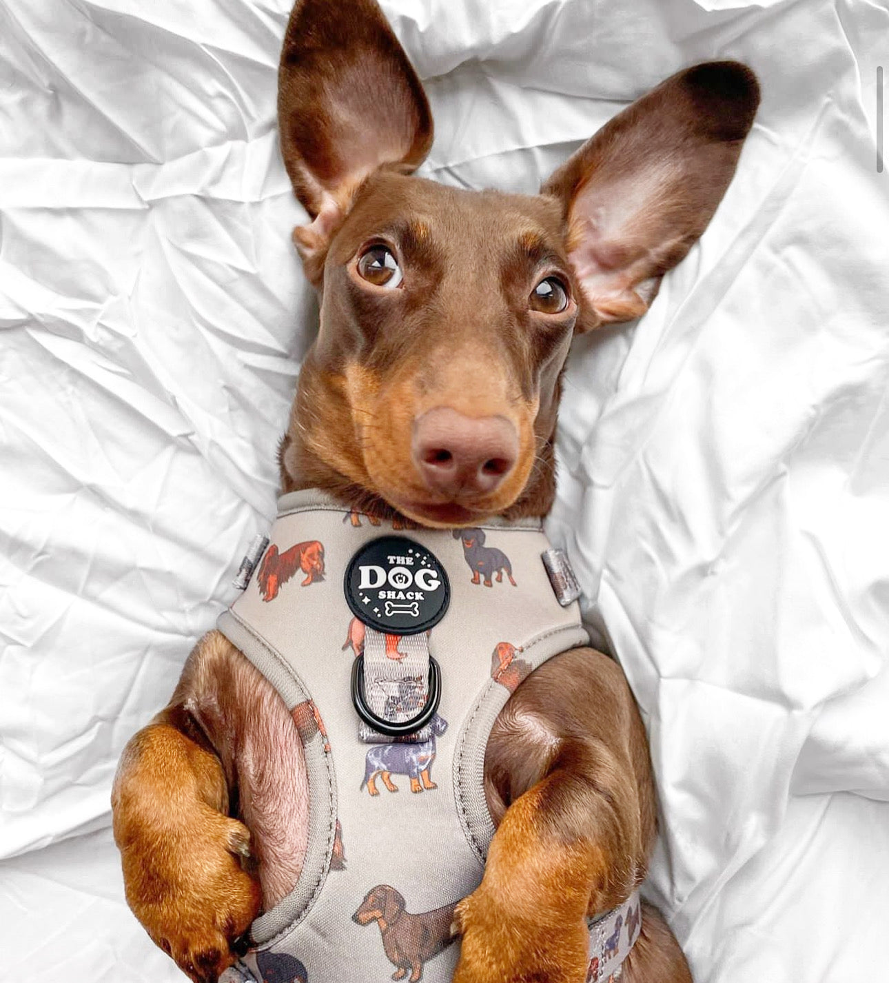 Adjustable 1 Clip & 3 Clip Harness - Clever Little Sausages