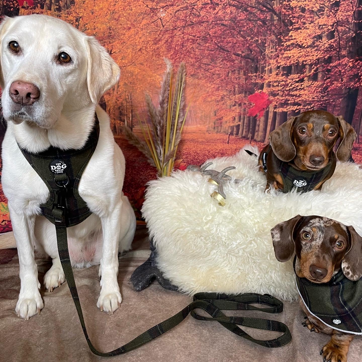 Adjustable 1 Clip & 3 Clip Harness - Green Tweed