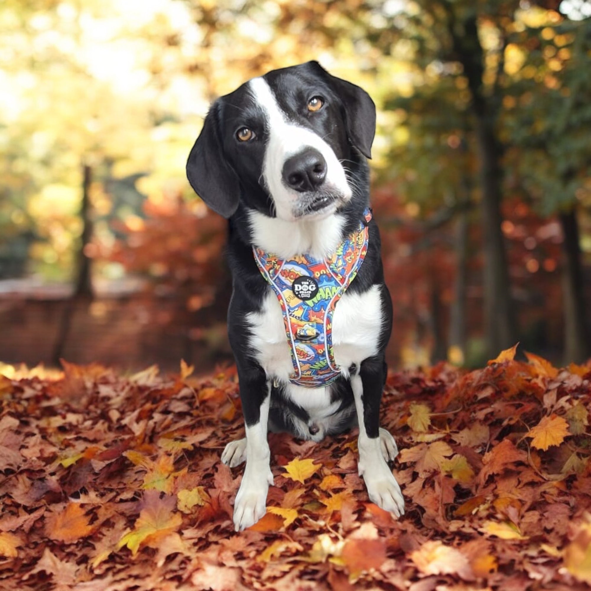 XL Harnesses – The Dog Shack