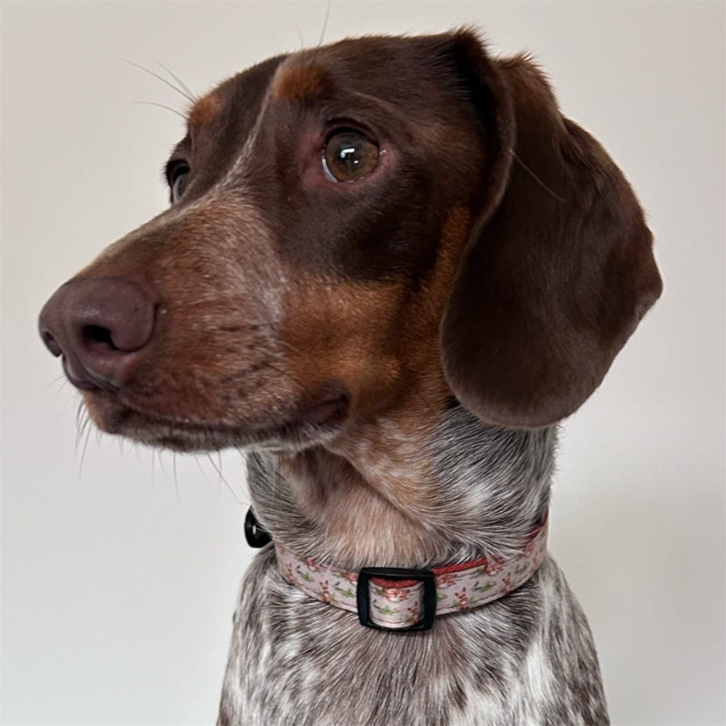 Collar - Orange Tweed x Fern Fox