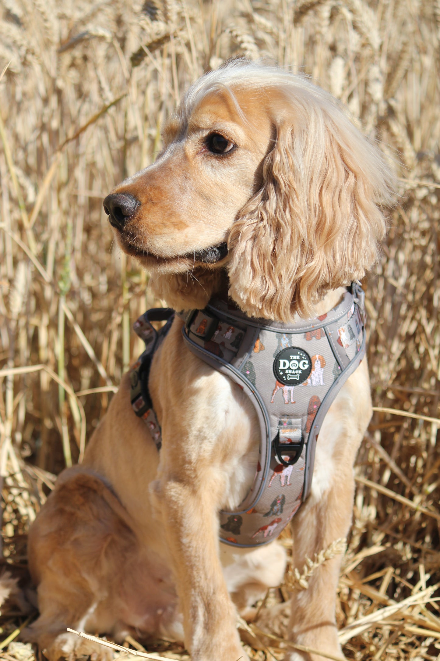 3 Clip harness - Spaniel