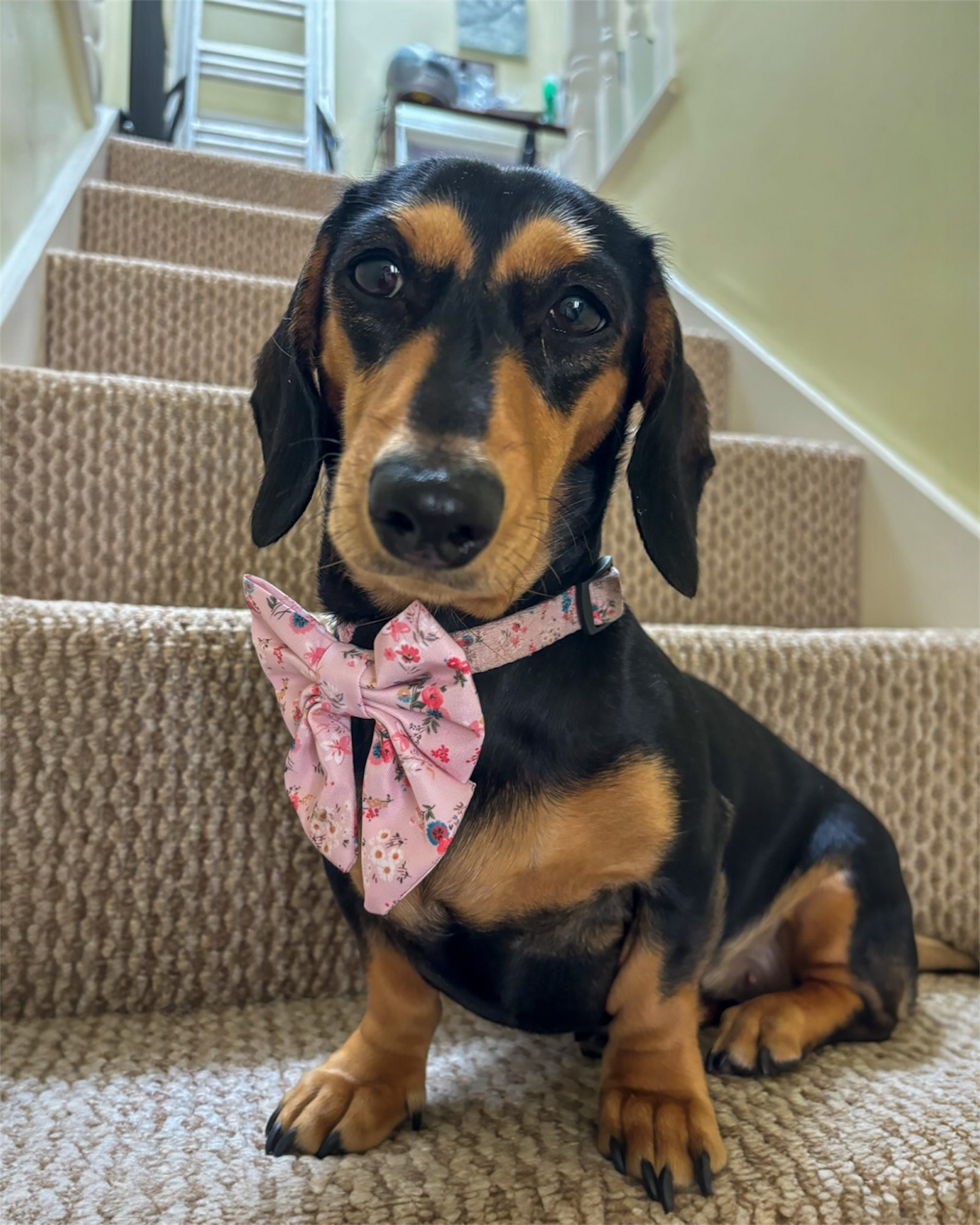 Adjustable 1 Clip & 3 Clip Harness  - Matildas Garden
