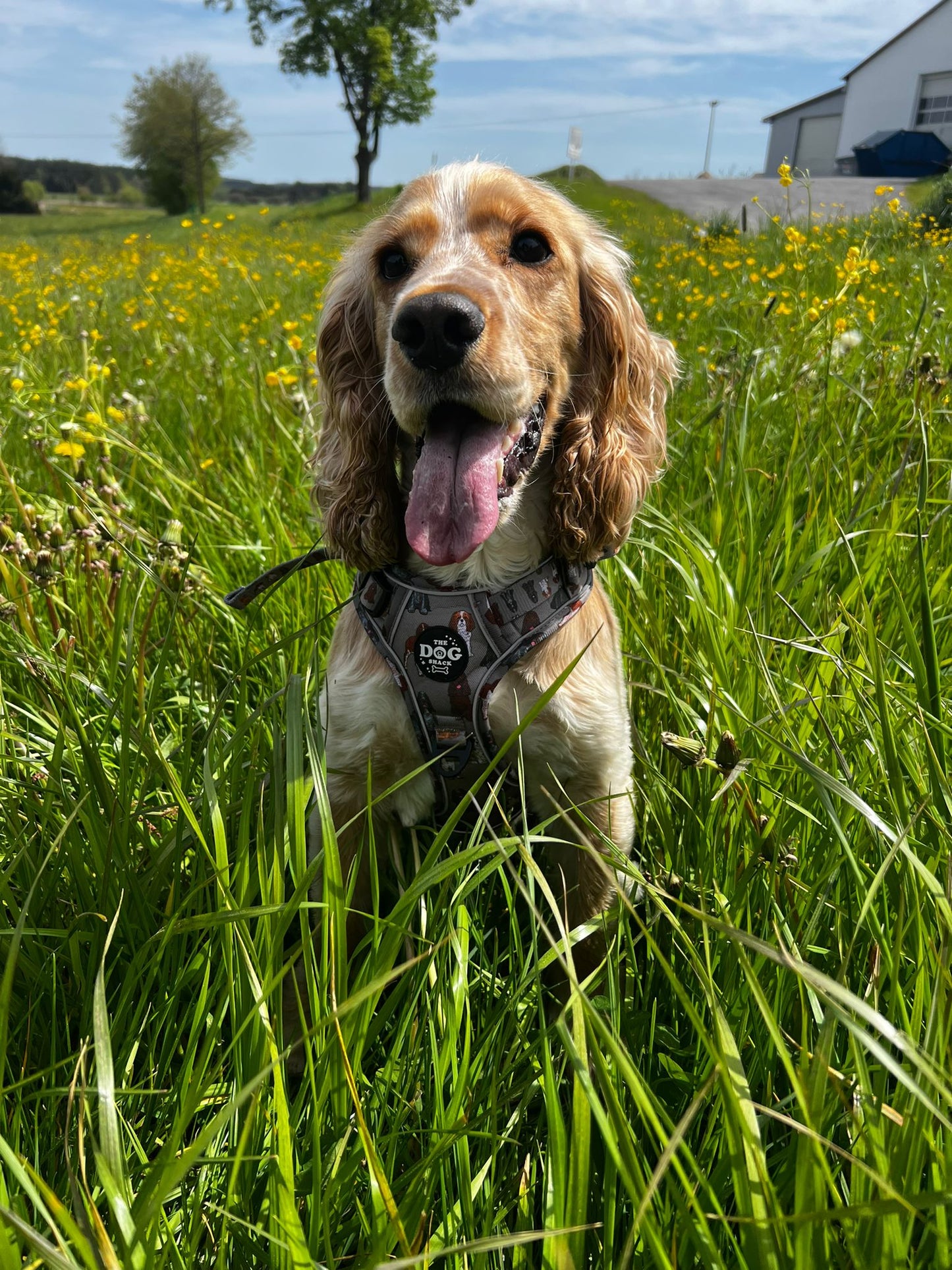 The Active 3 clip harness - Spaniel