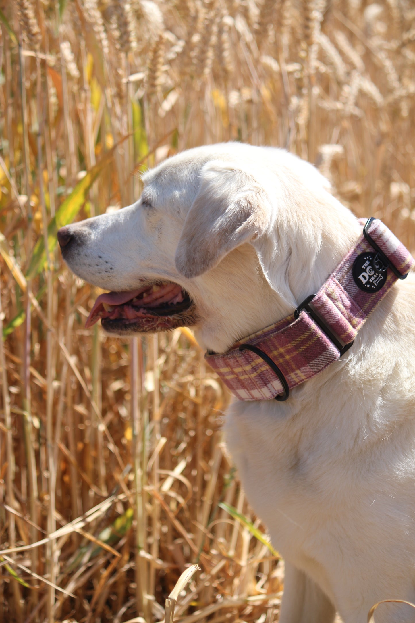 Martingale Collar - Raspberry Tweed