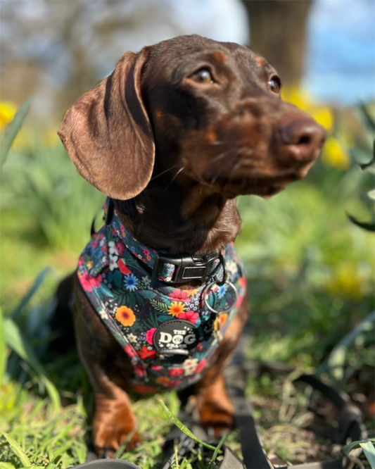 Collar - Ditsy Flowers