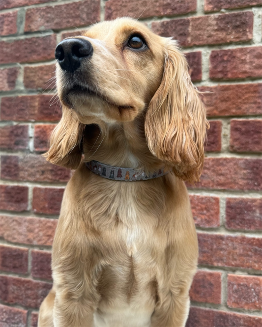 Collar - Spaniel