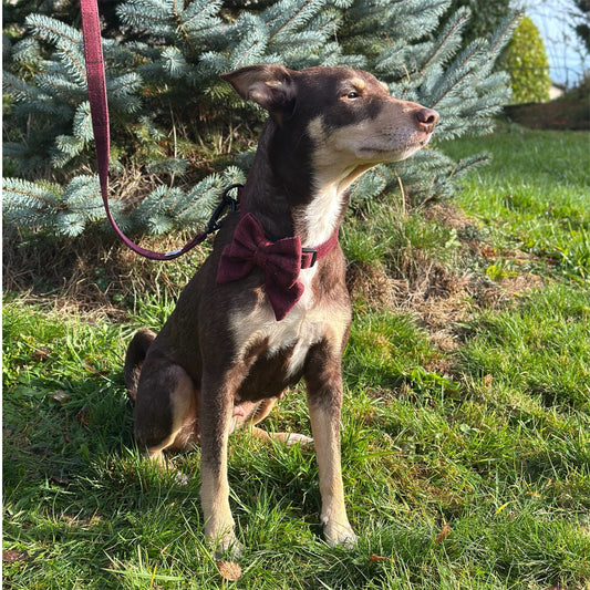 Sailor Bow Tie  - Red Tweed
