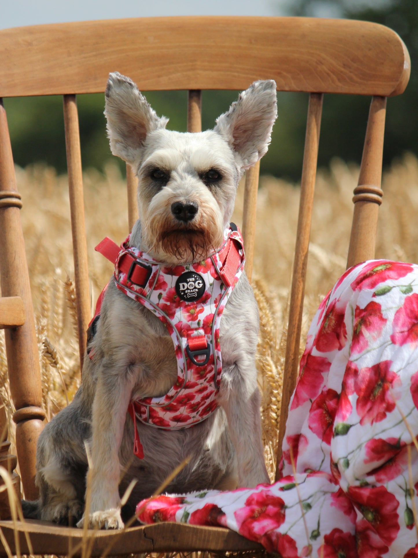 Dog Blanket - Poppies