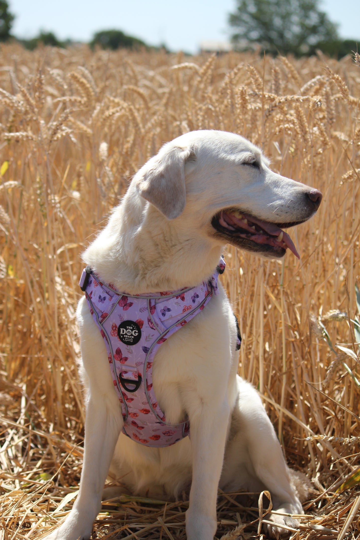Adjustable 1 Clip & 3 clip harness - You Give Me Butterflies