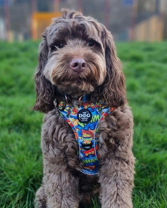 Adjustable 1 Clip & 3 Clip Harness  - Ka-Paw