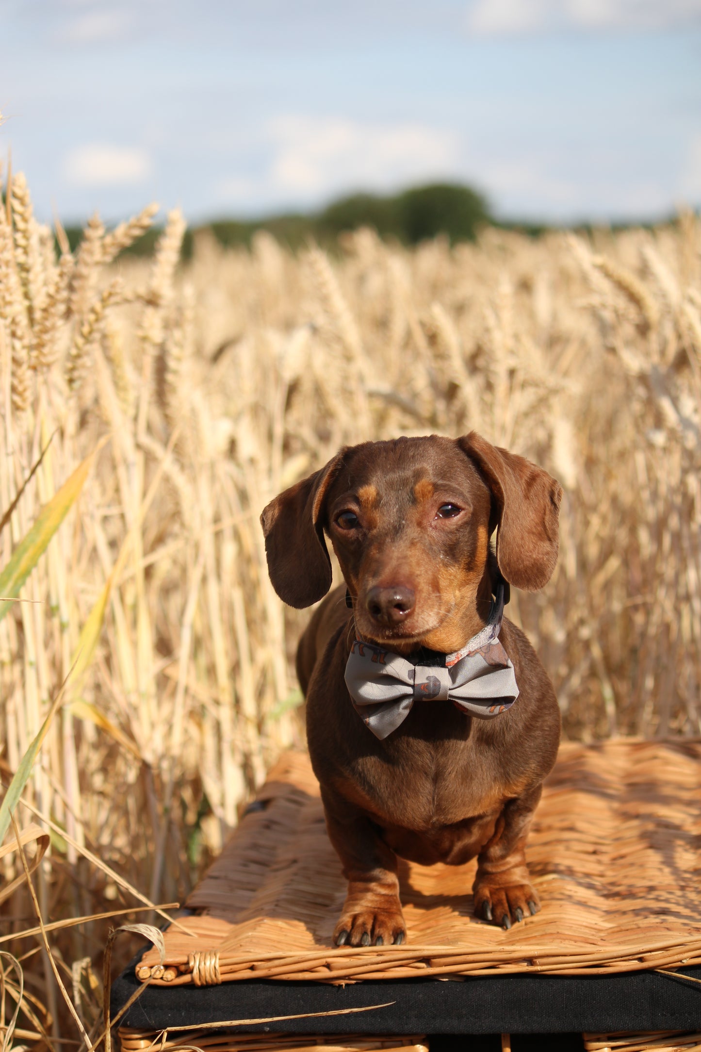 Bow Tie  - Clever Little Sausages