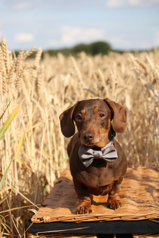 Bow Tie  - Clever Little Sausages