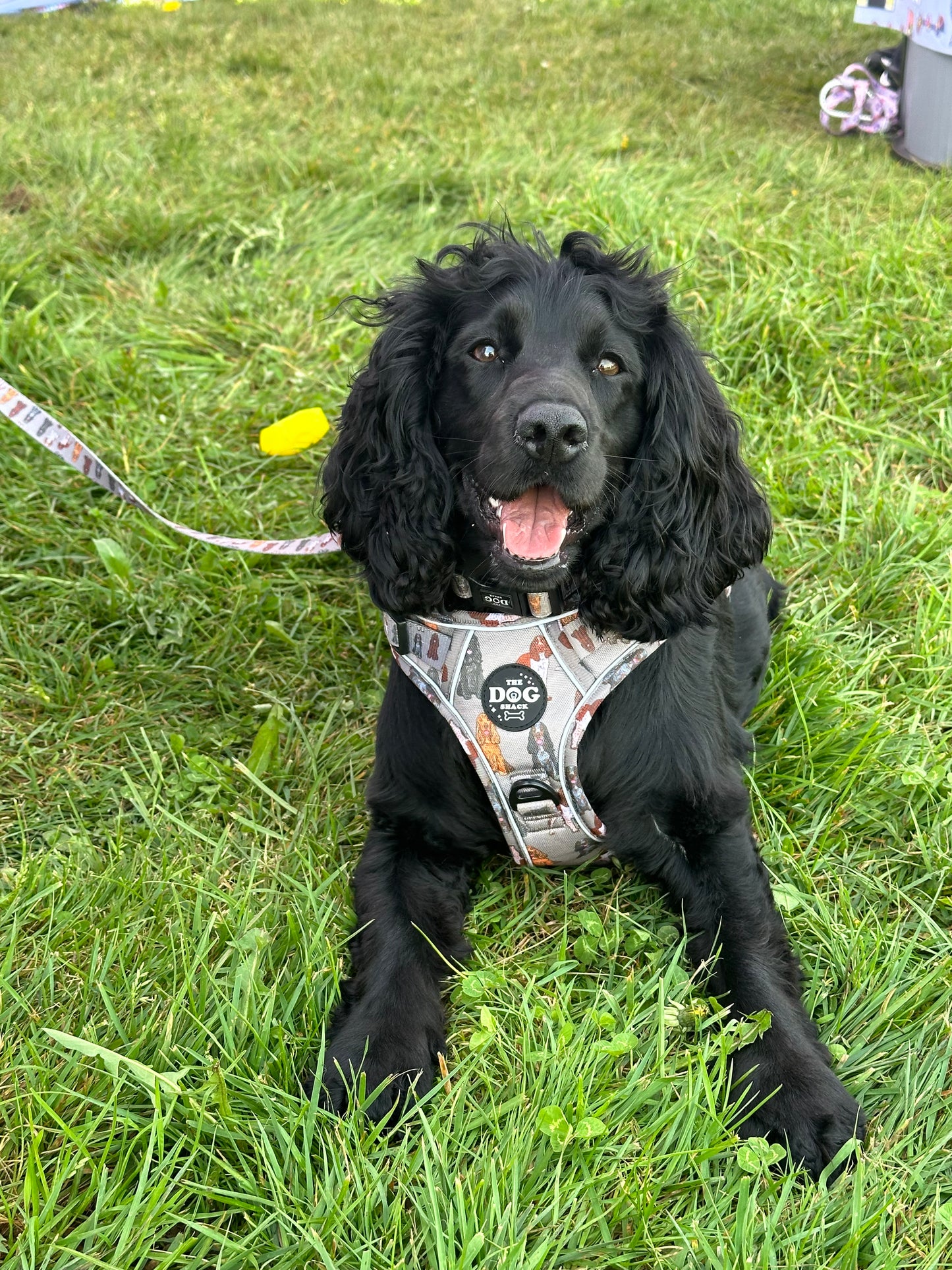 Spaniel 5 Item Bundle