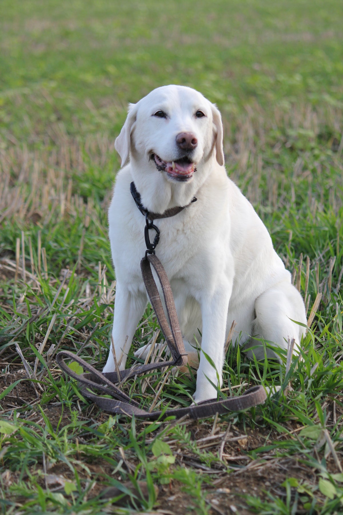 Brown Tweed Adjustable Dog Lead – Country Style