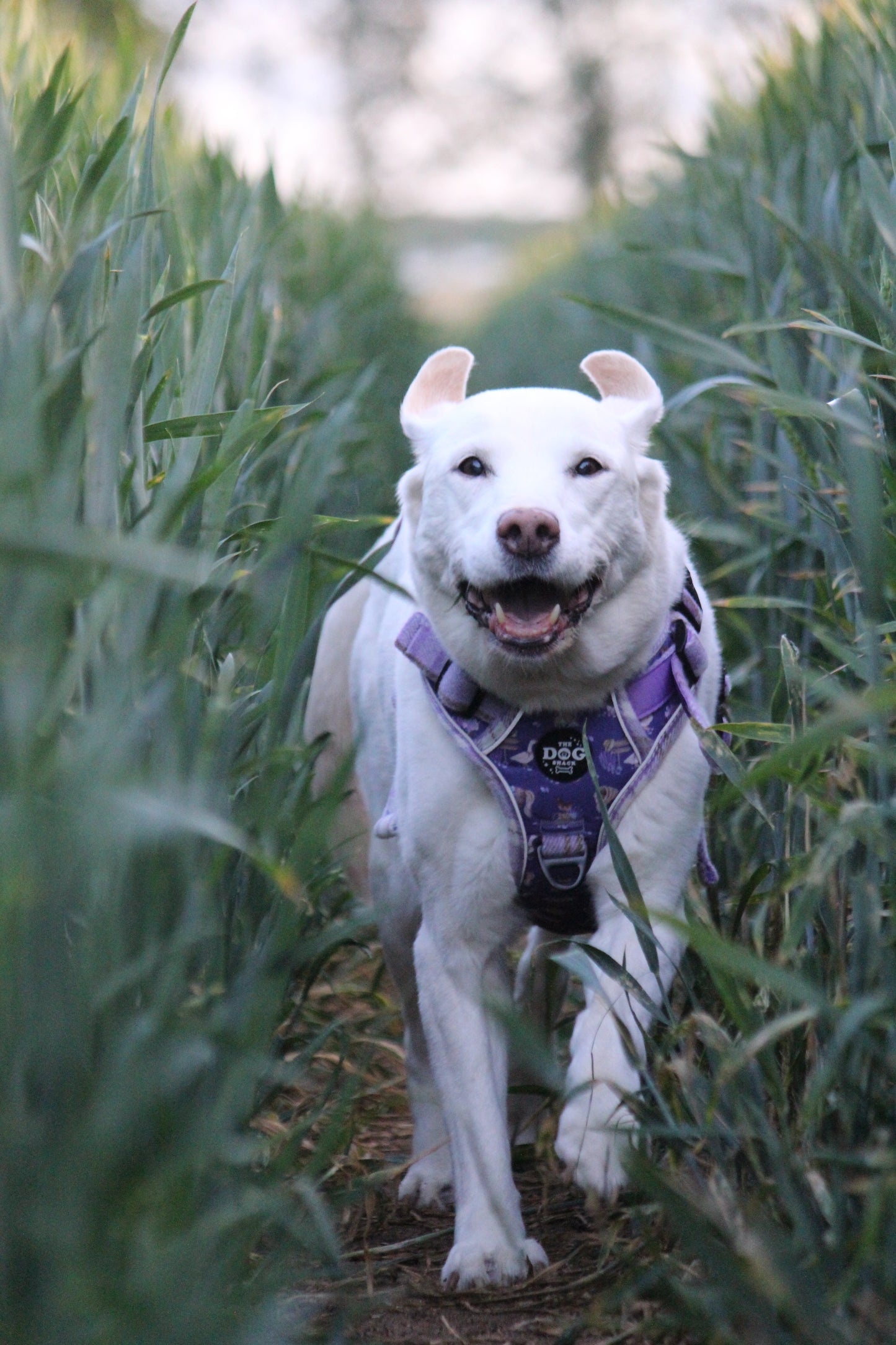 Adjustable 3 clip harness - Lavender Countryside