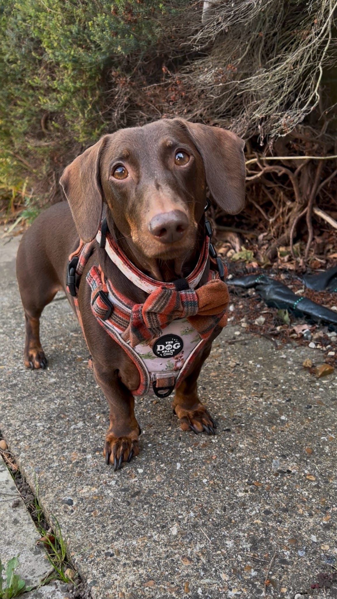Adjustable 1 Clip & 3 clip harness - orange tweed x Fern Fox