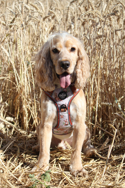 Adjustable 1 Clip & 3 clip harness - orange tweed x Fern Fox