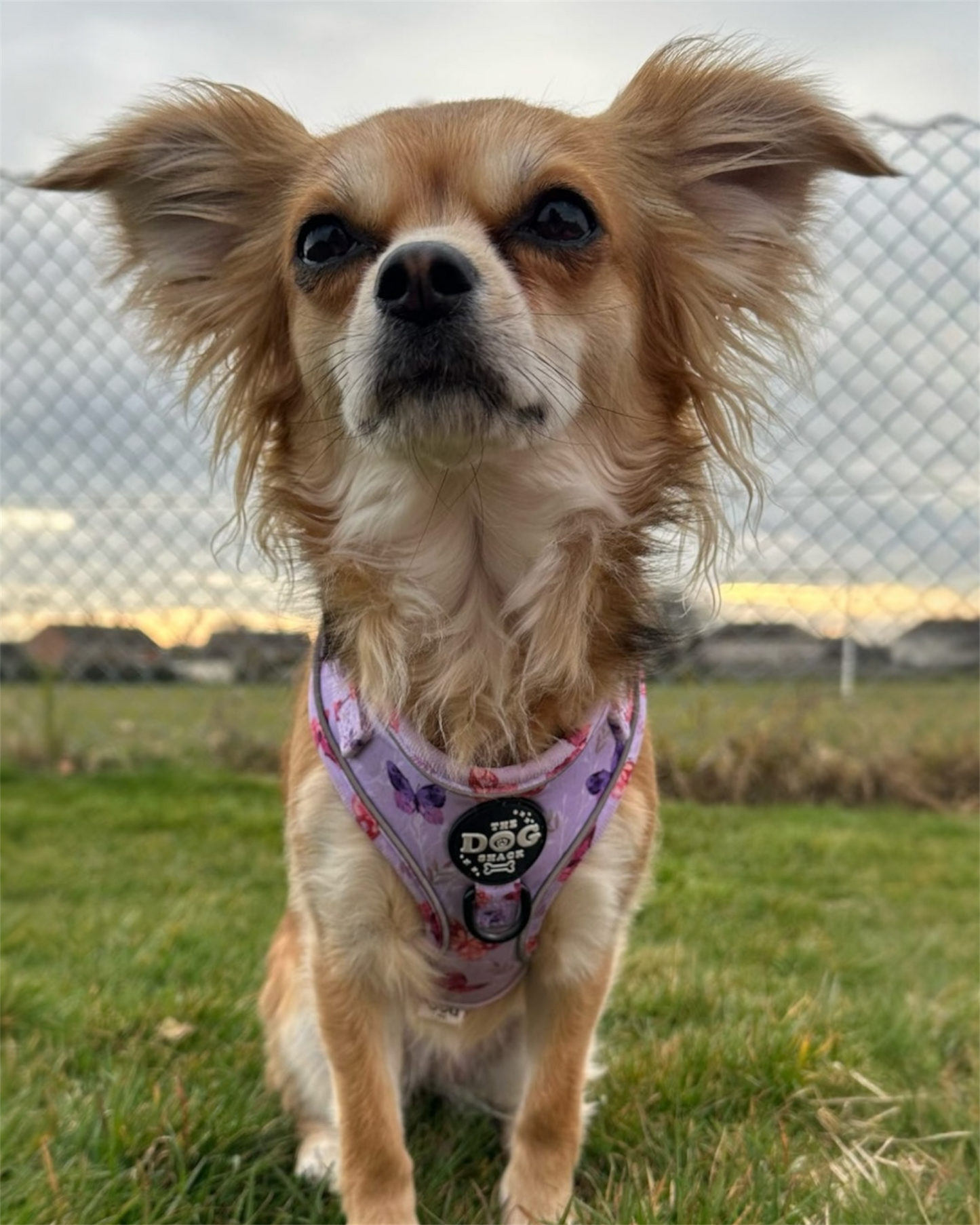 Adjustable 1 Clip & 3 clip harness - You Give Me Butterflies