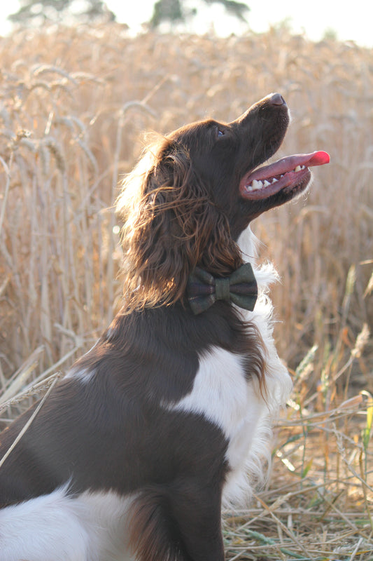 Bow Tie  - Green Tweed