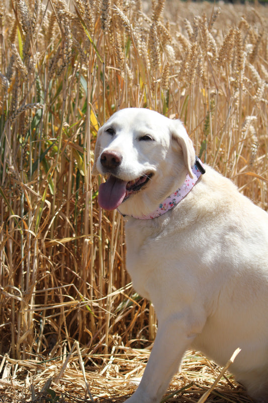 Collar - Matildas Garden