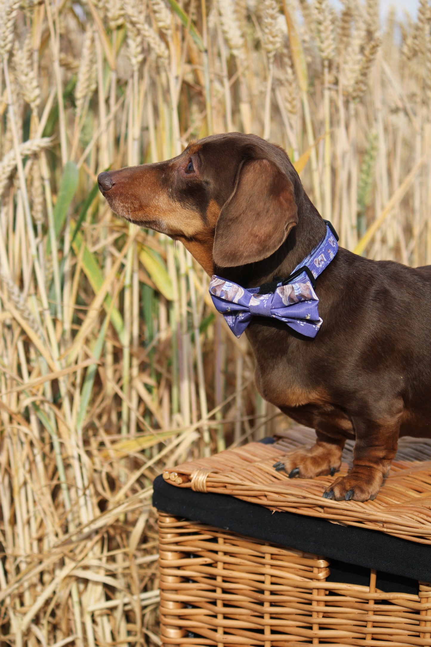Bow Tie  - Lavender Countryside)