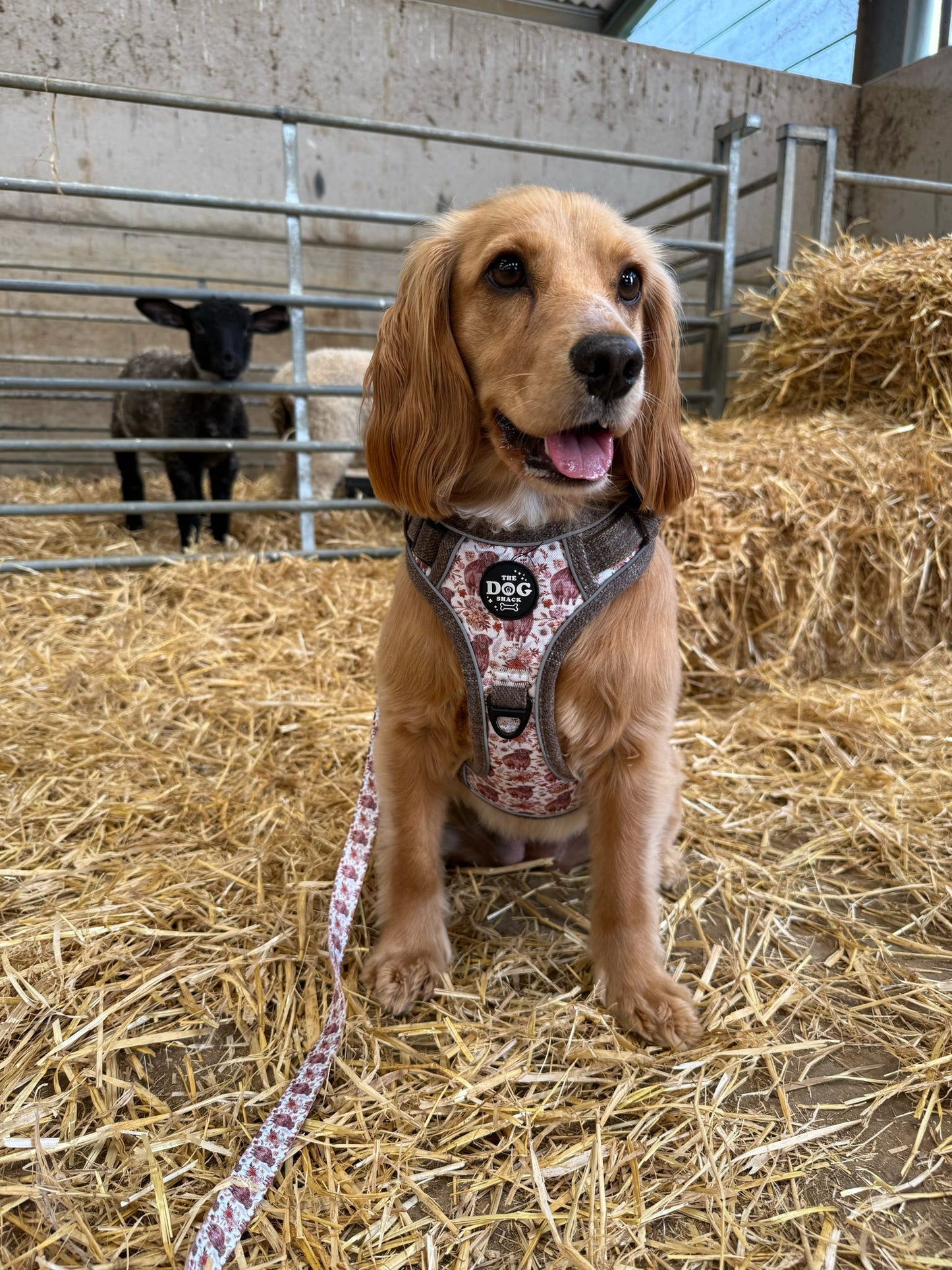 Harri The Highland Cow bundle