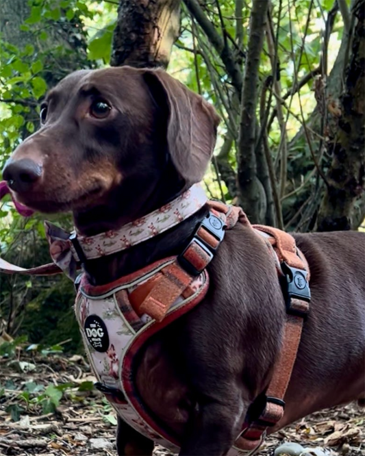 Collar - Orange Tweed x Fern Fox