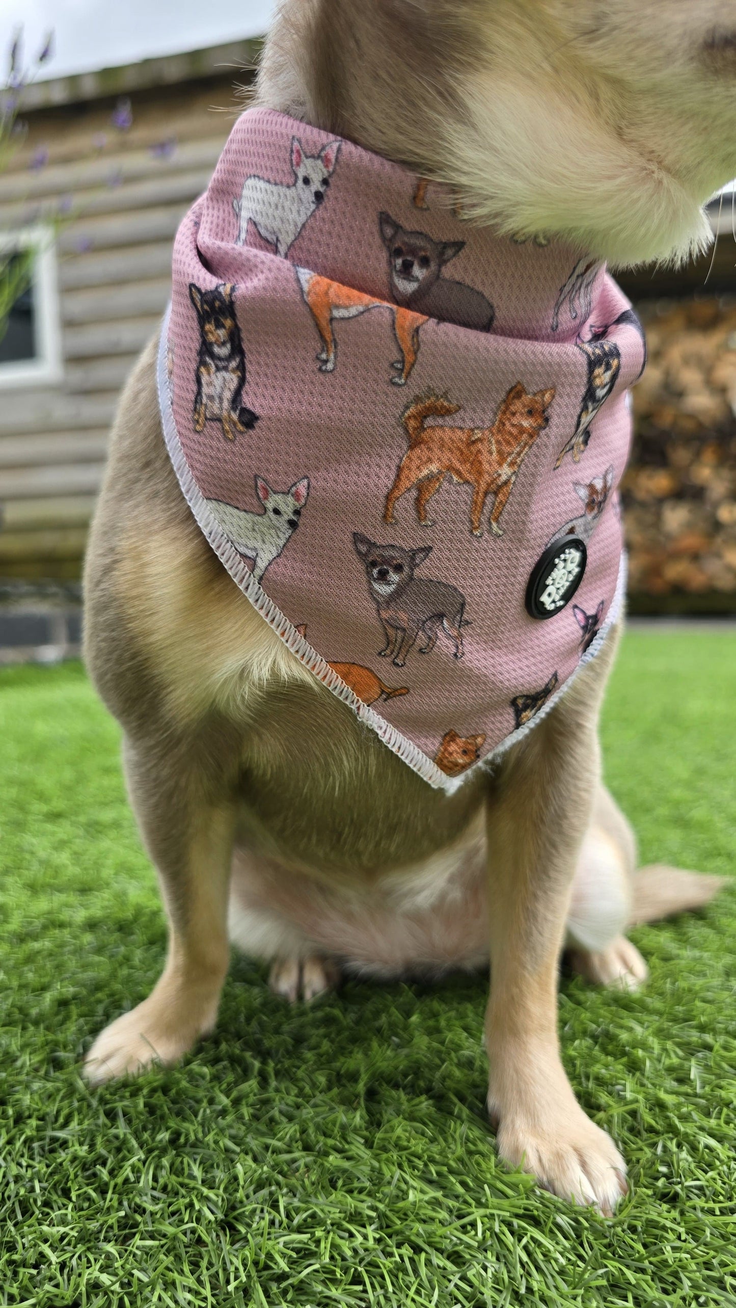 Tie On Bandana - Lola & Friends - Chihuahua Collections