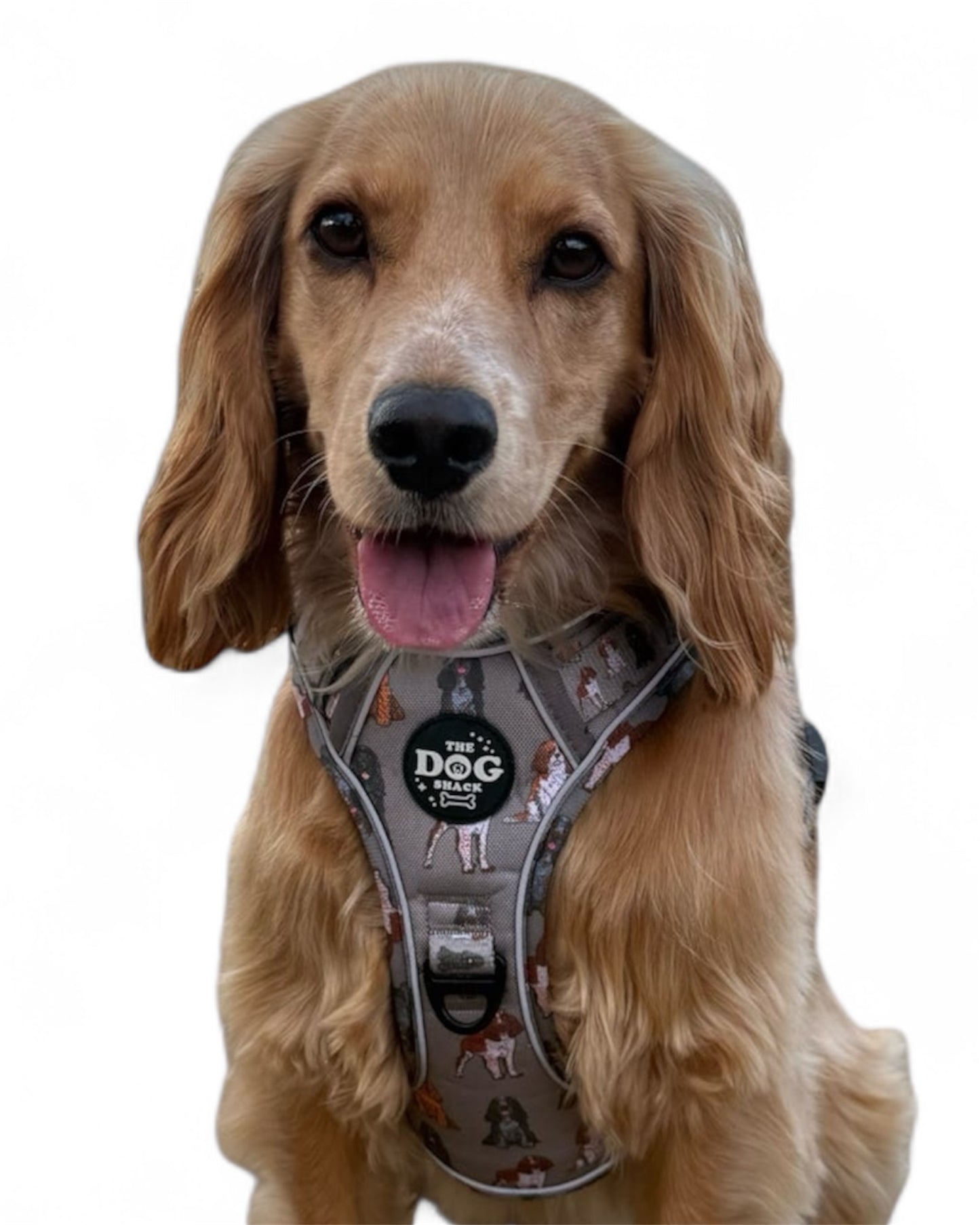 3 Clip harness - Spaniel