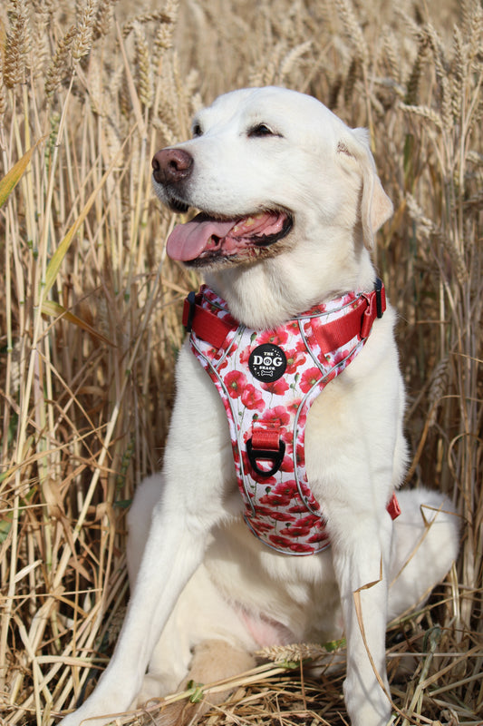 Adjustable 1 Clip & 3 clip harness - Poppies