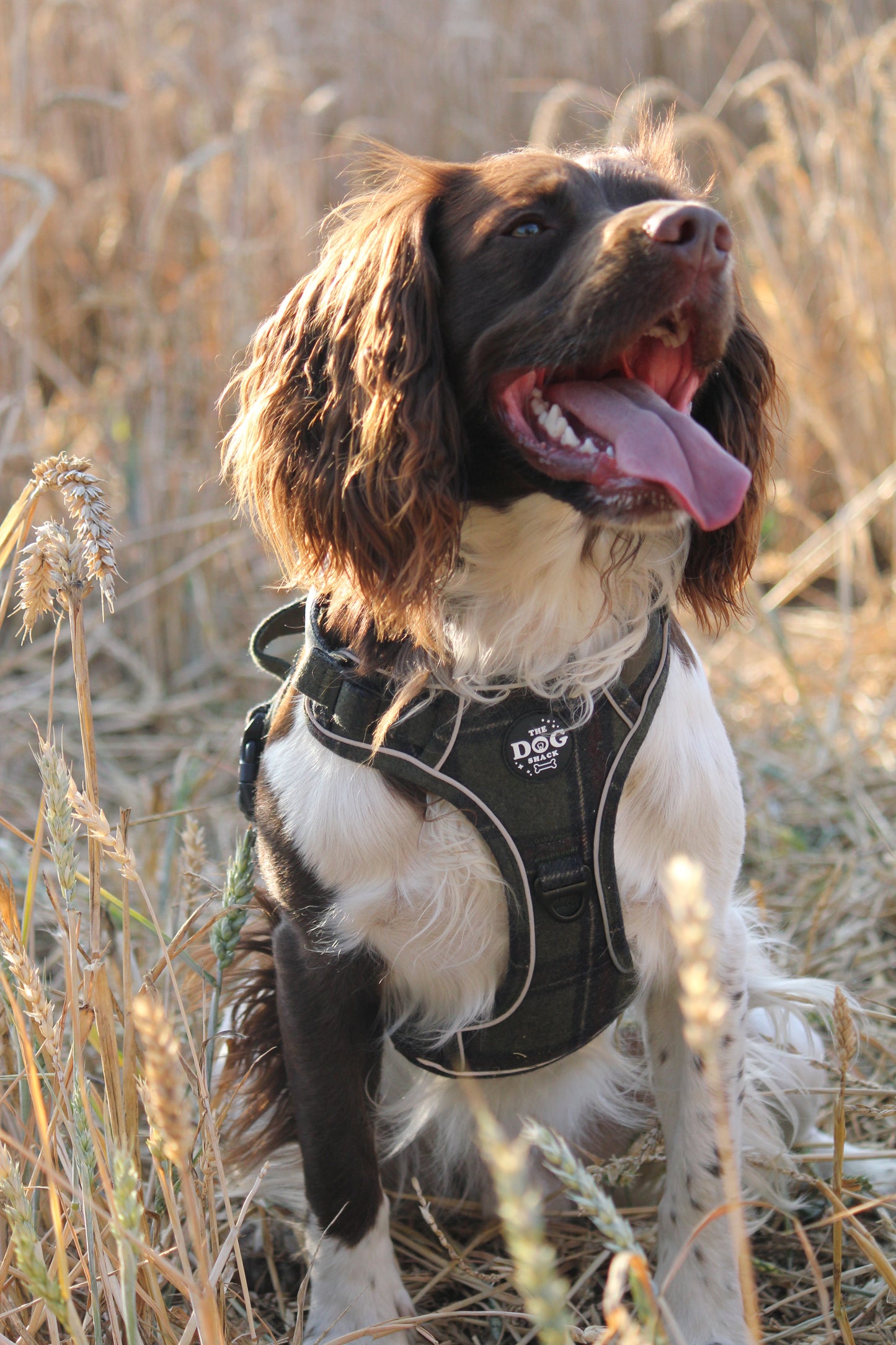 Adjustable 1 Clip & 3 Clip Harness  - Green Tweed