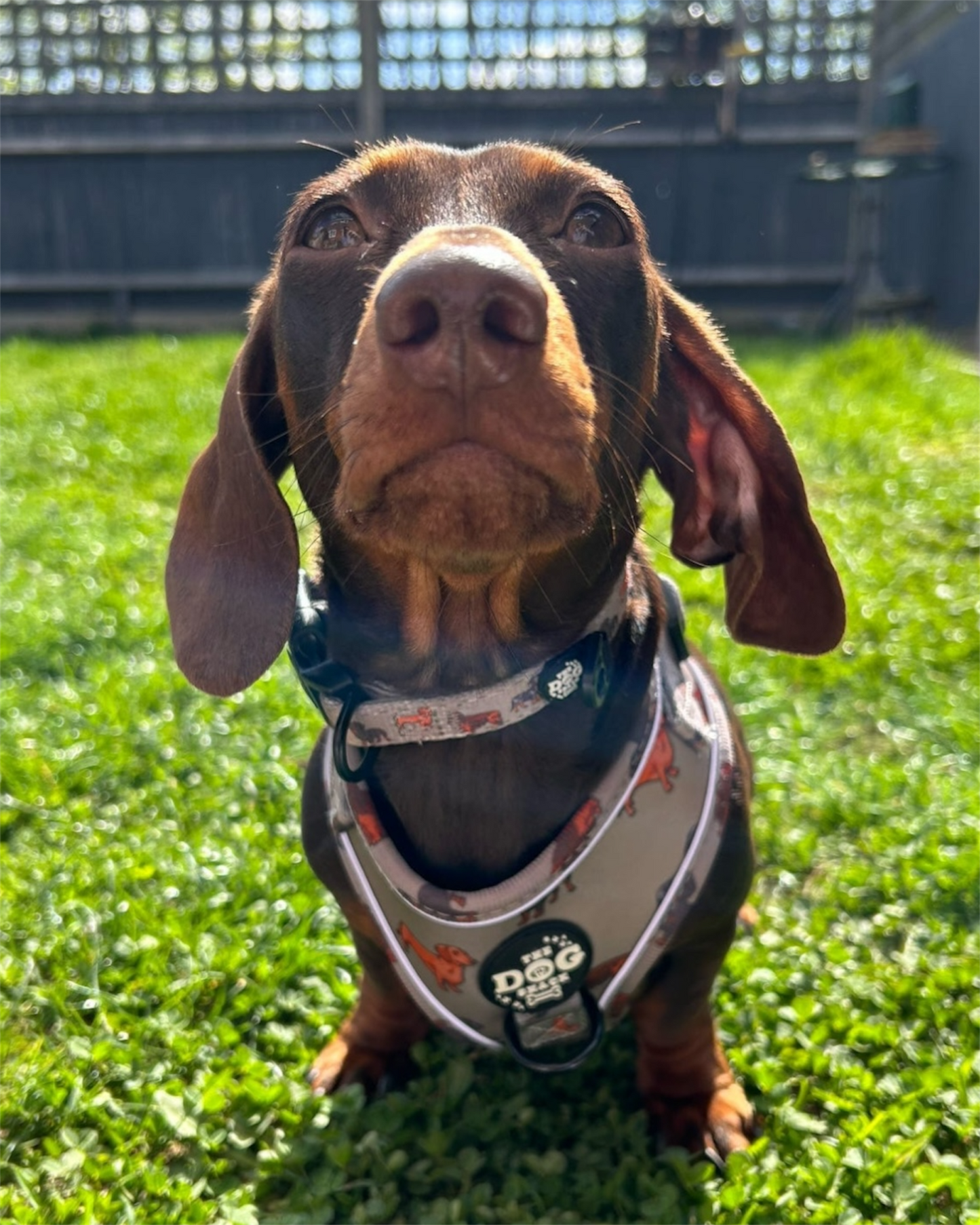 Collar - Clever Little Sausages