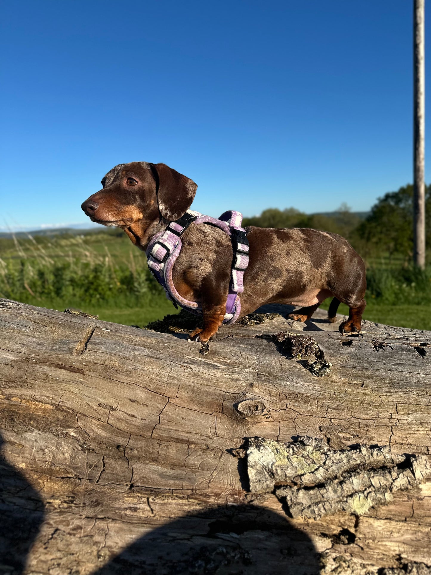 Adjustable 3 clip harness - Lavender Countryside