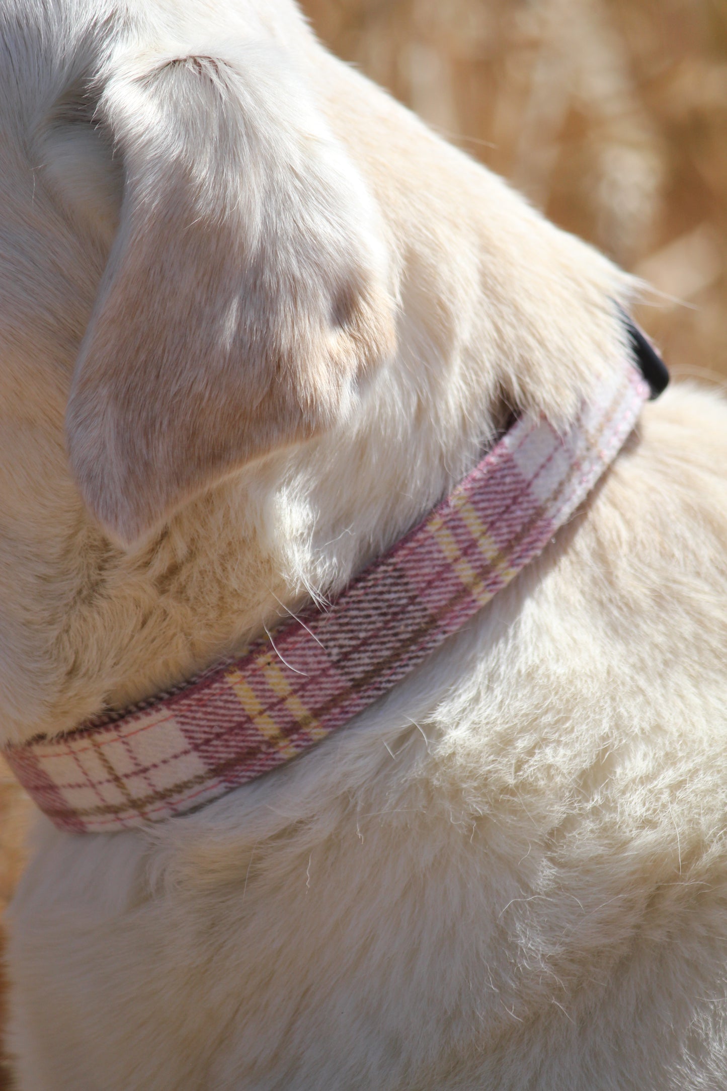 Collar - Raspberry Tweed