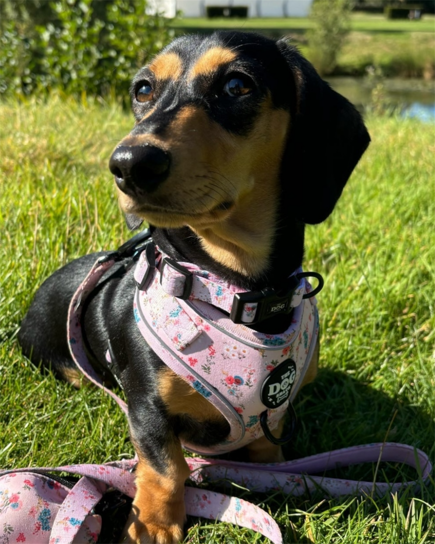 Collar - Matildas Garden