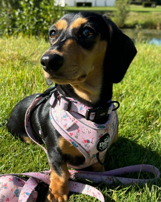 Collar - Matildas Garden