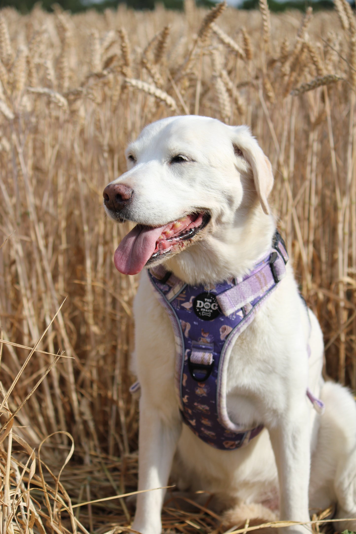 Adjustable 3 clip harness - Lavender Countryside