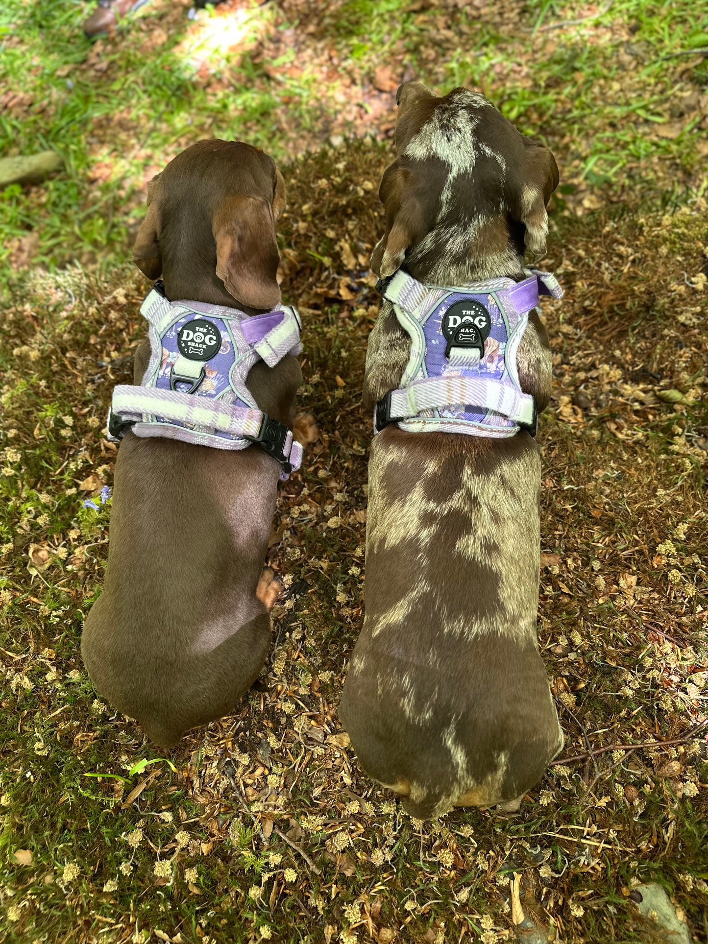 Adjustable 3 clip harness - Lavender Countryside