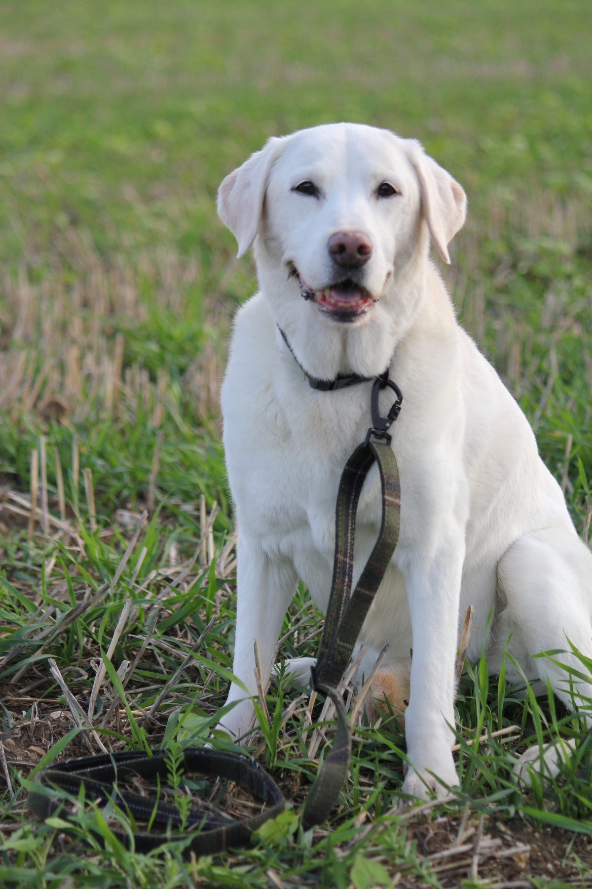 Green Tweed Adjustable Dog Lead – Country Style