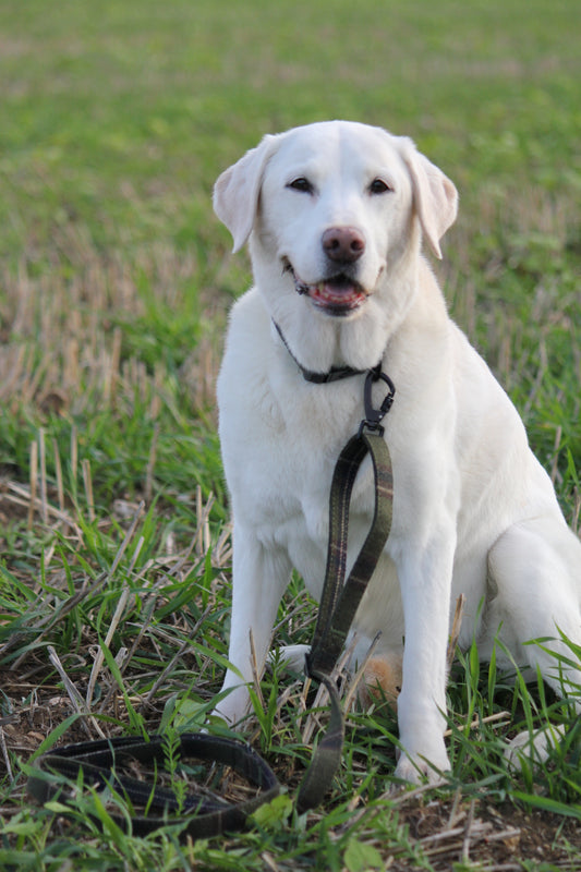 Green Tweed Adjustable Dog Lead – Country Style