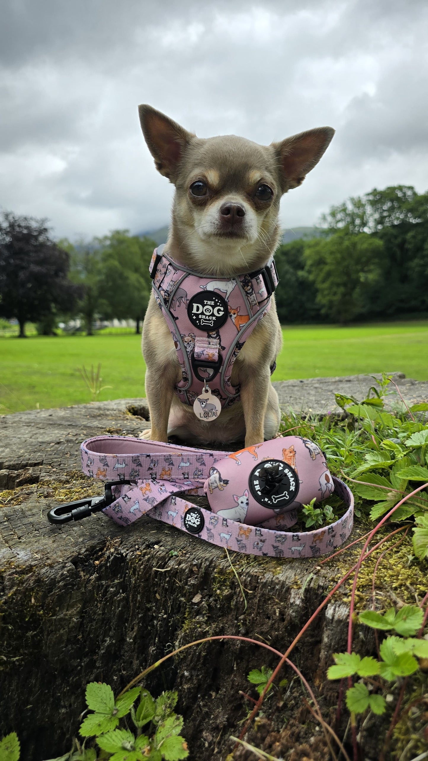 Poo Bag Holder  - Lola & Friends - Chihuahua Collection