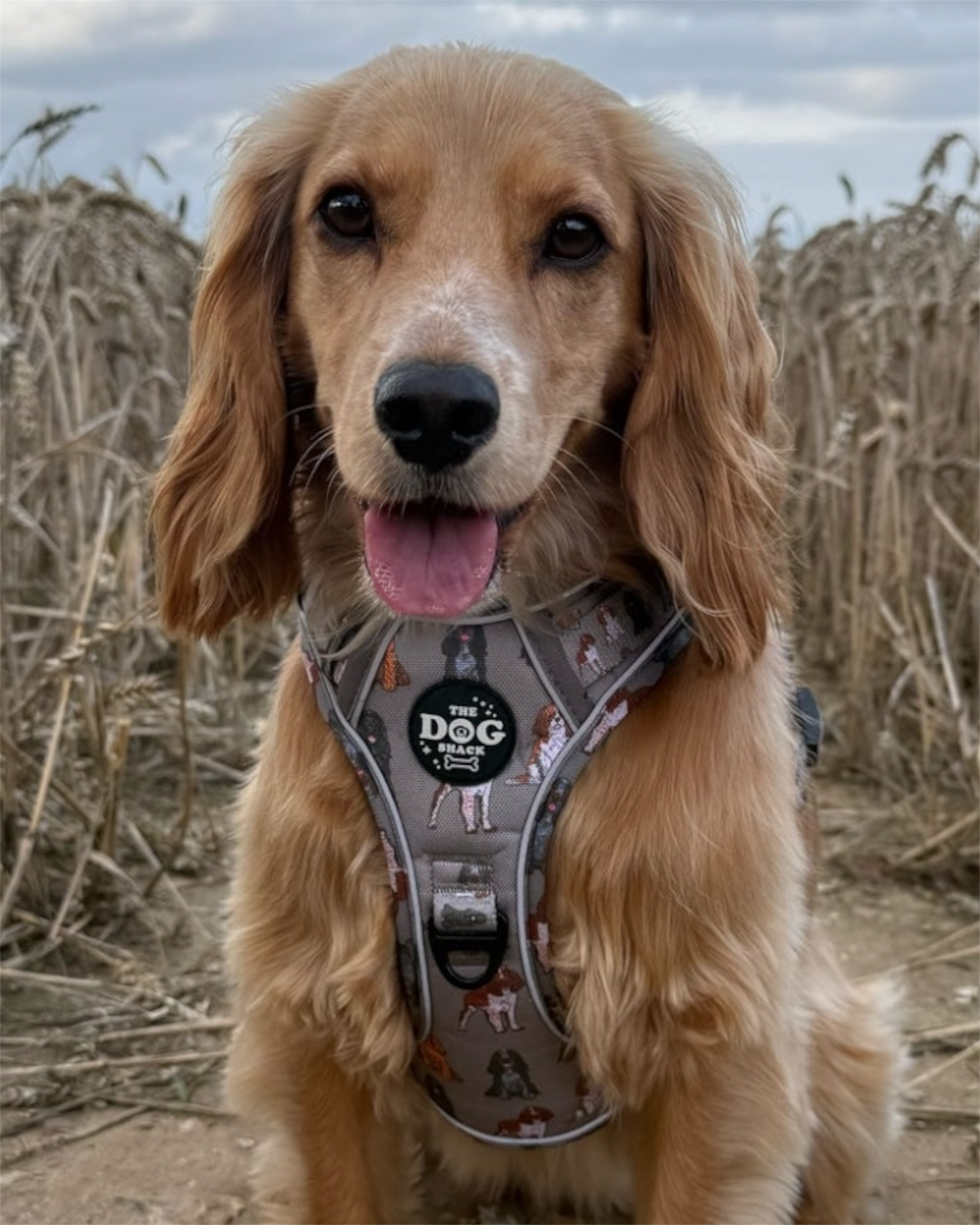 3 Clip harness - Spaniel