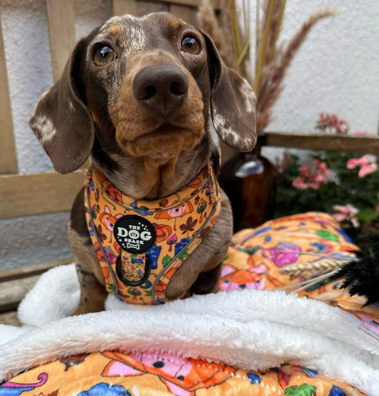 Autumn Leaves & Walkies Please Adjustable Harness